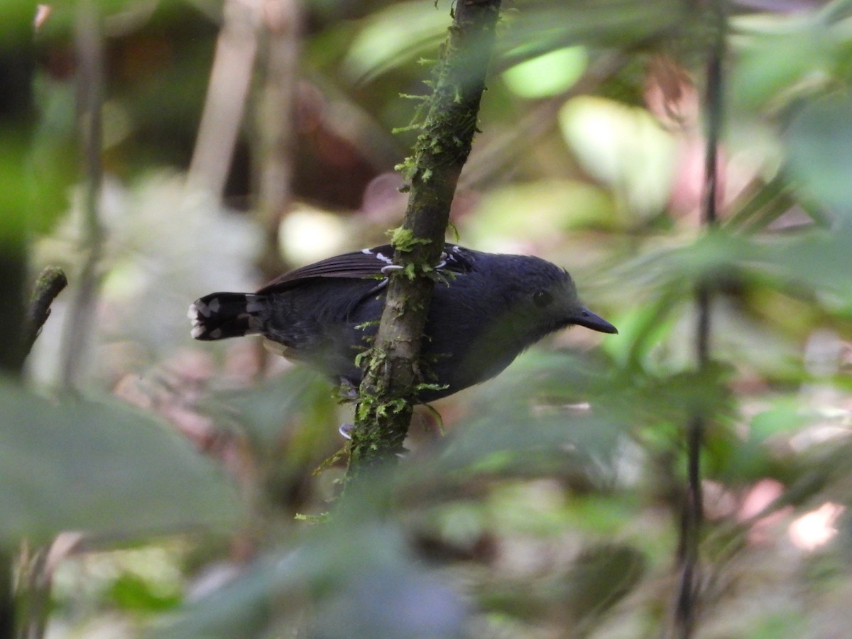 Common Scale-backed Antbird - ML645662243