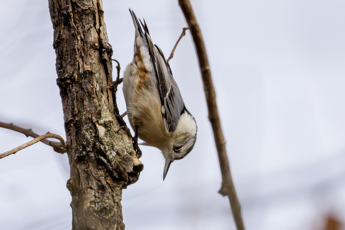 White-breasted Nuthatch - ML645662245