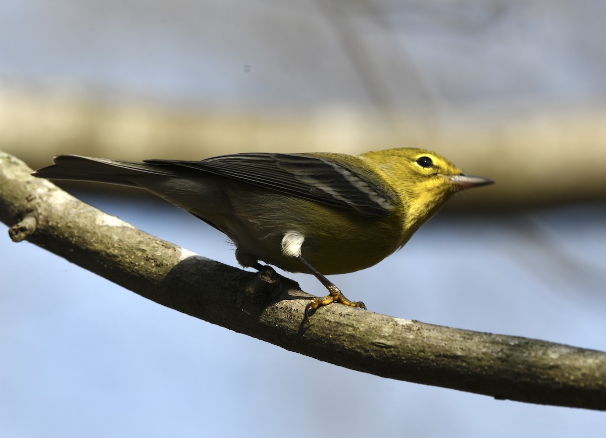 Pine Warbler - ML645662246
