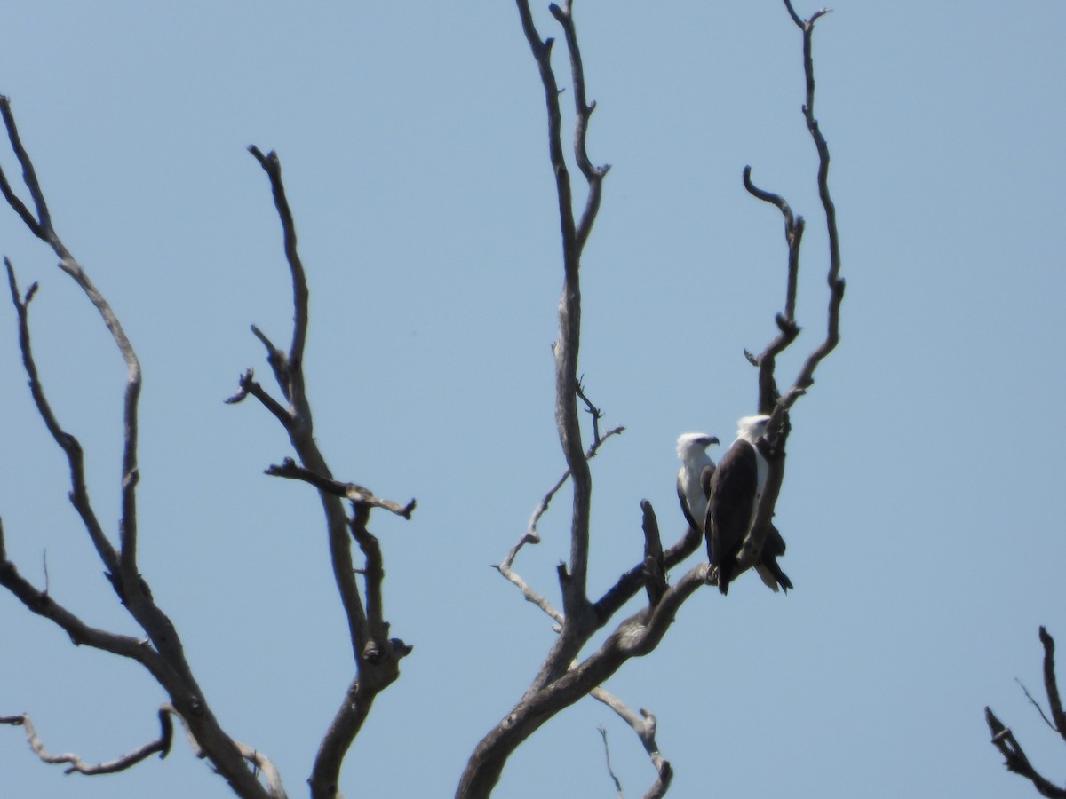 White-bellied Sea-Eagle - ML645662248