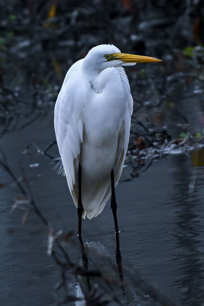 Koartza zuria - ML645662249