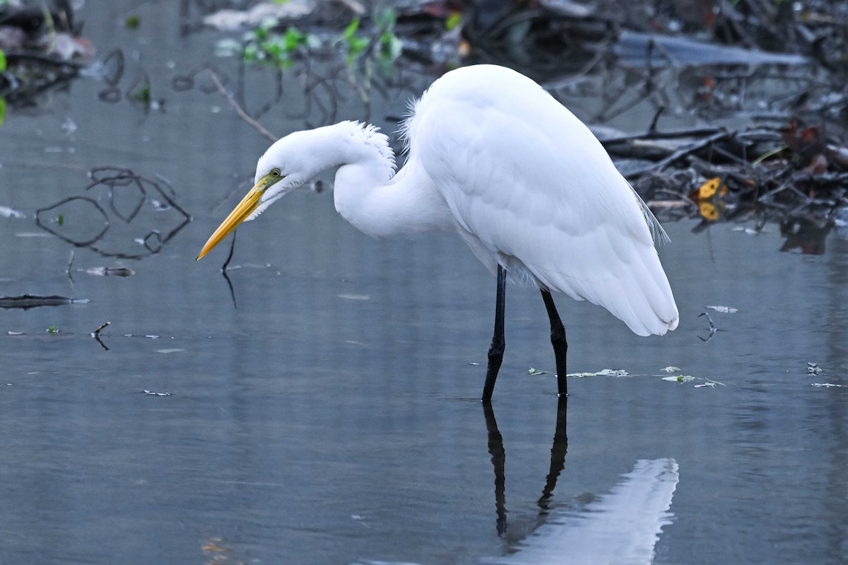 Koartza zuria - ML645662250