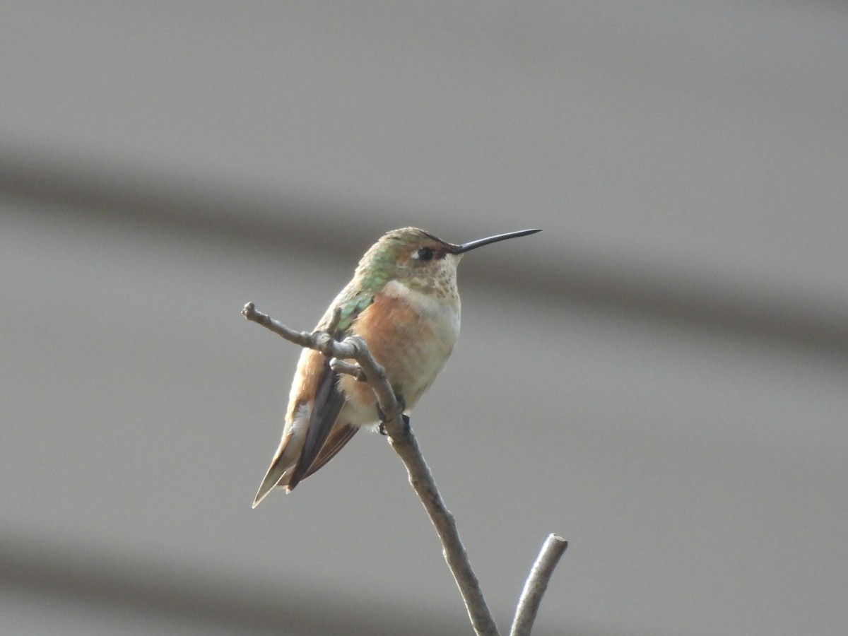 Rufous Hummingbird - ML645662251