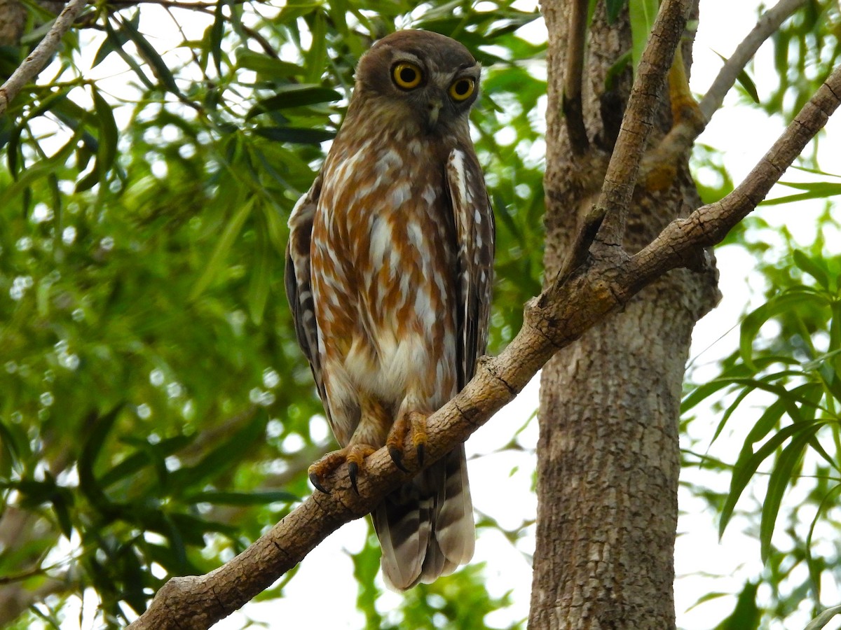 Barking Owl - ML645662252