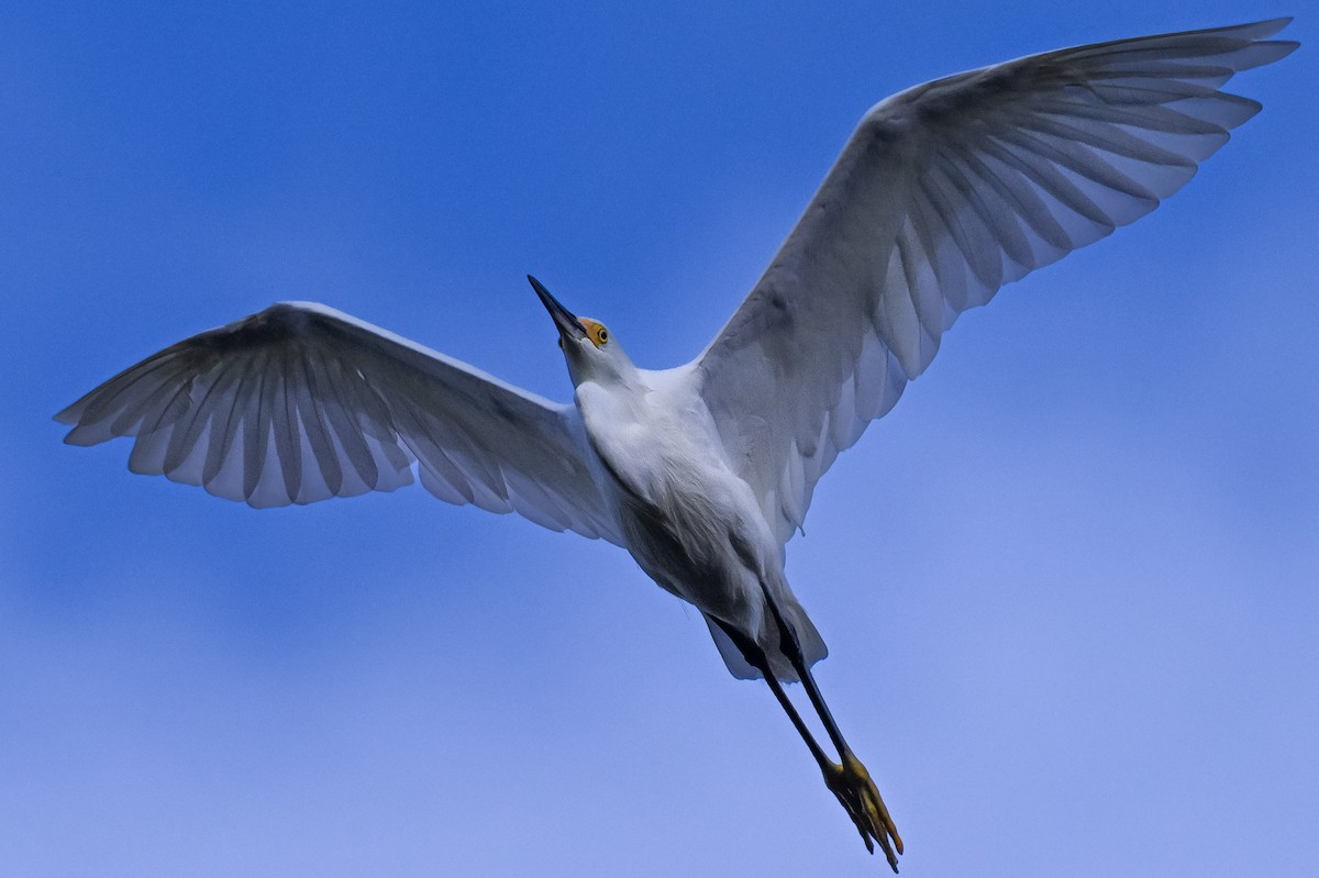 Snowy Egret - ML645662271