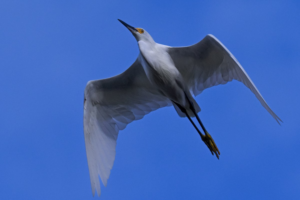 Snowy Egret - ML645662272