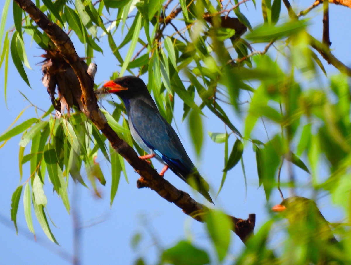Dollarbird - ML645662273