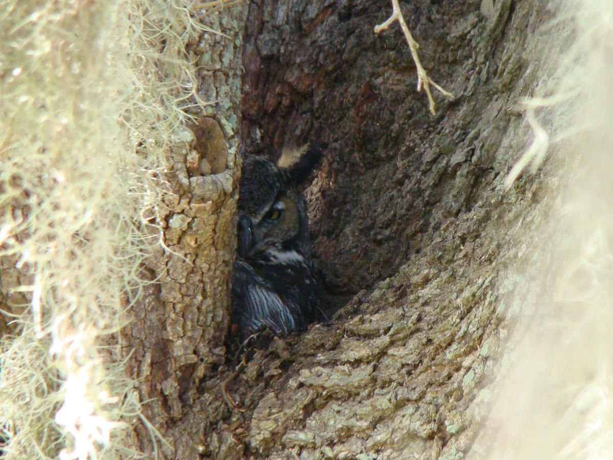 Great Horned Owl - ML645662274