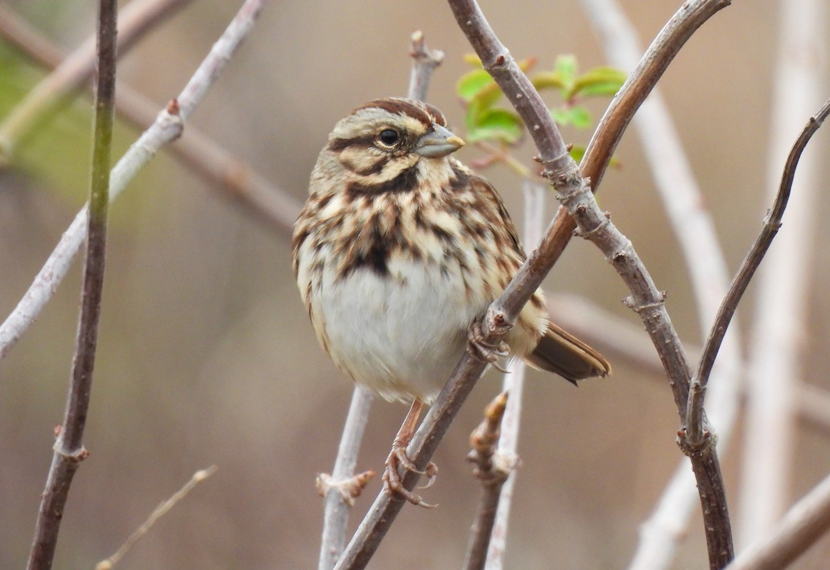Song Sparrow - ML645662276