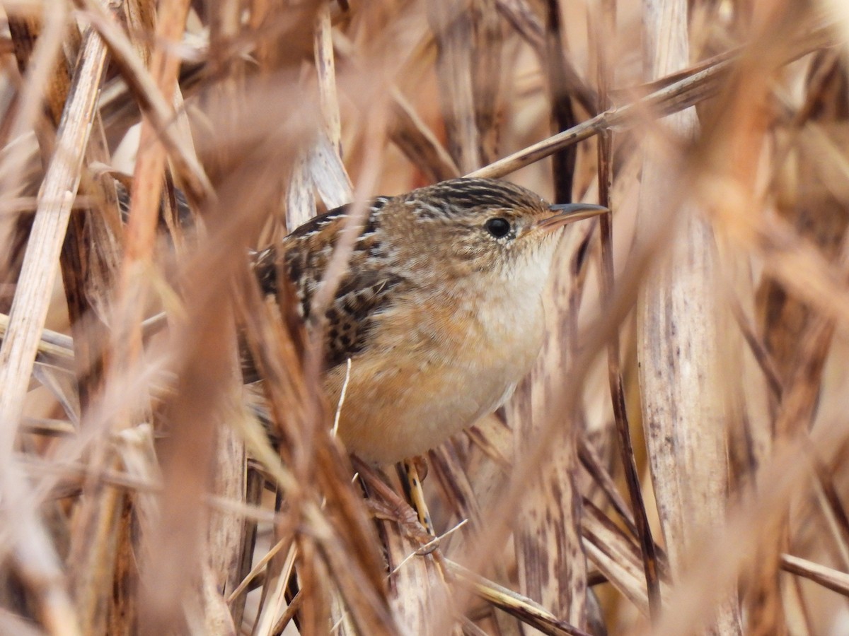 Sedge Wren - ML645662279