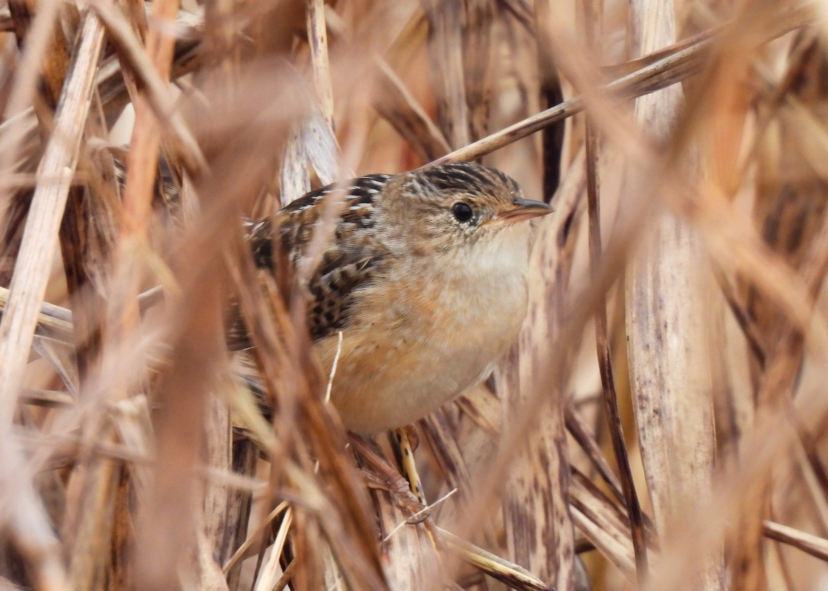 Sedge Wren - ML645662280