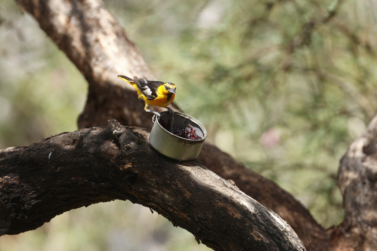 Bullock's Oriole - ML645662281