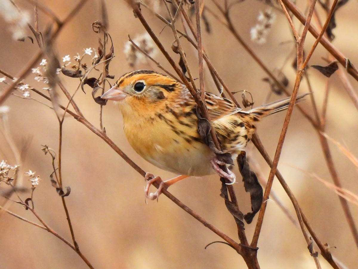 LeConte's Sparrow - ML645662282