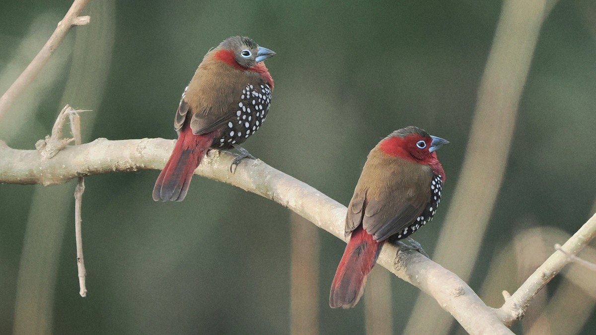 Red-throated Twinspot - ML645662283