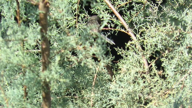 Dartford Warbler - ML645662285