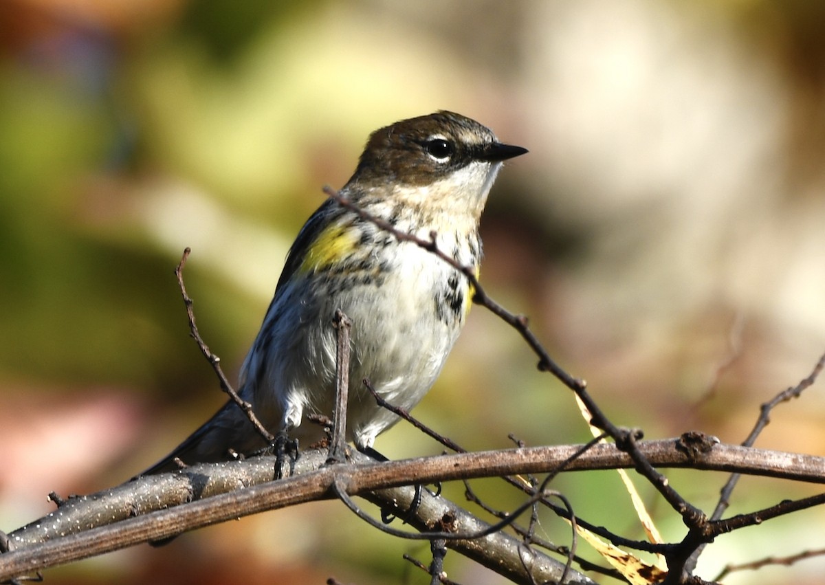 Yellow-rumped Warbler (Myrtle) - ML645662286
