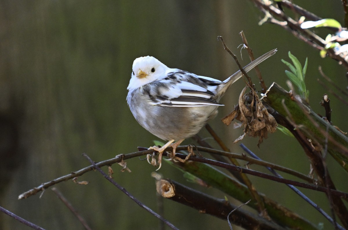 Dark-eyed Junco - ML645662289