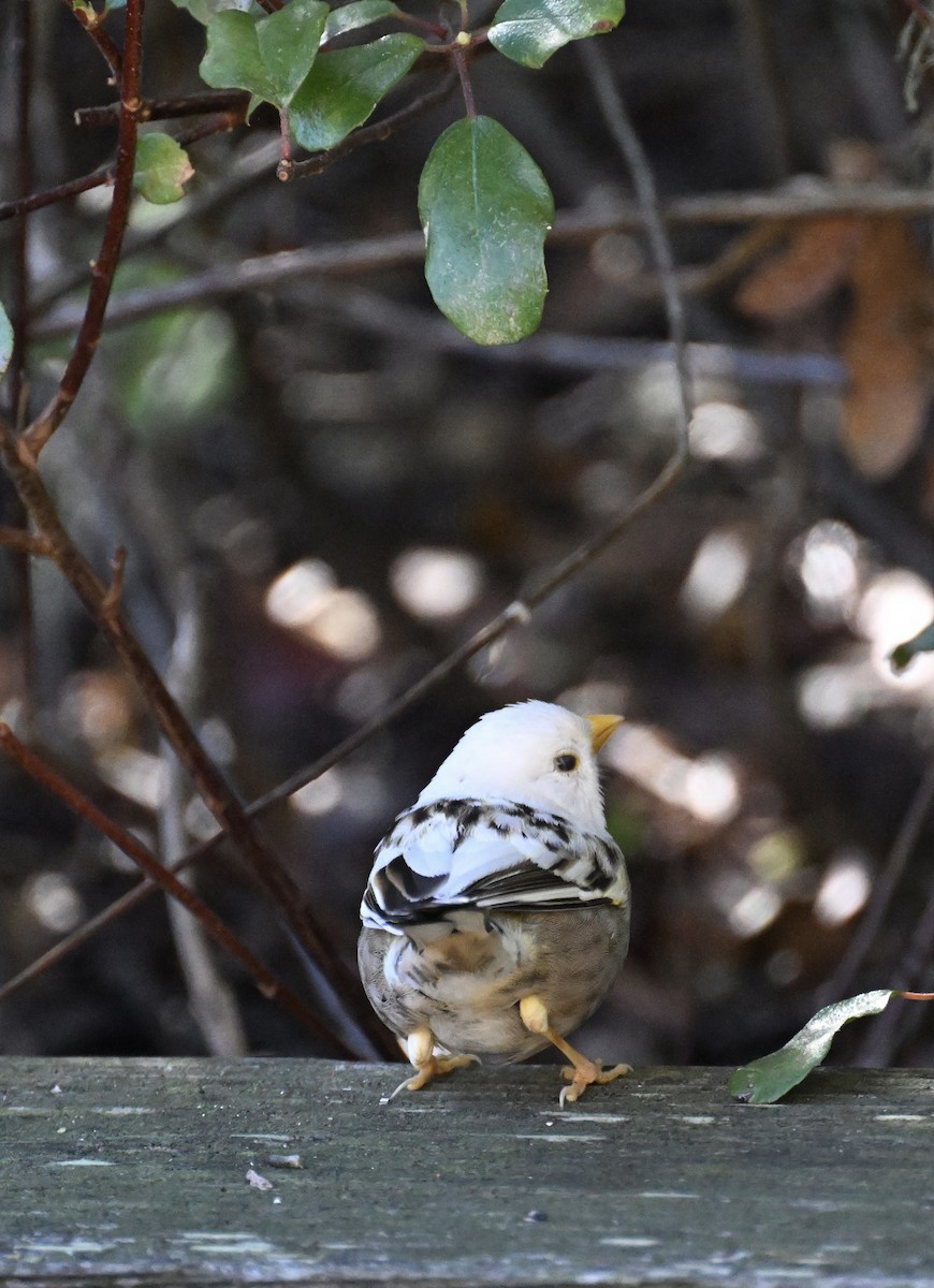 Dark-eyed Junco - ML645662290