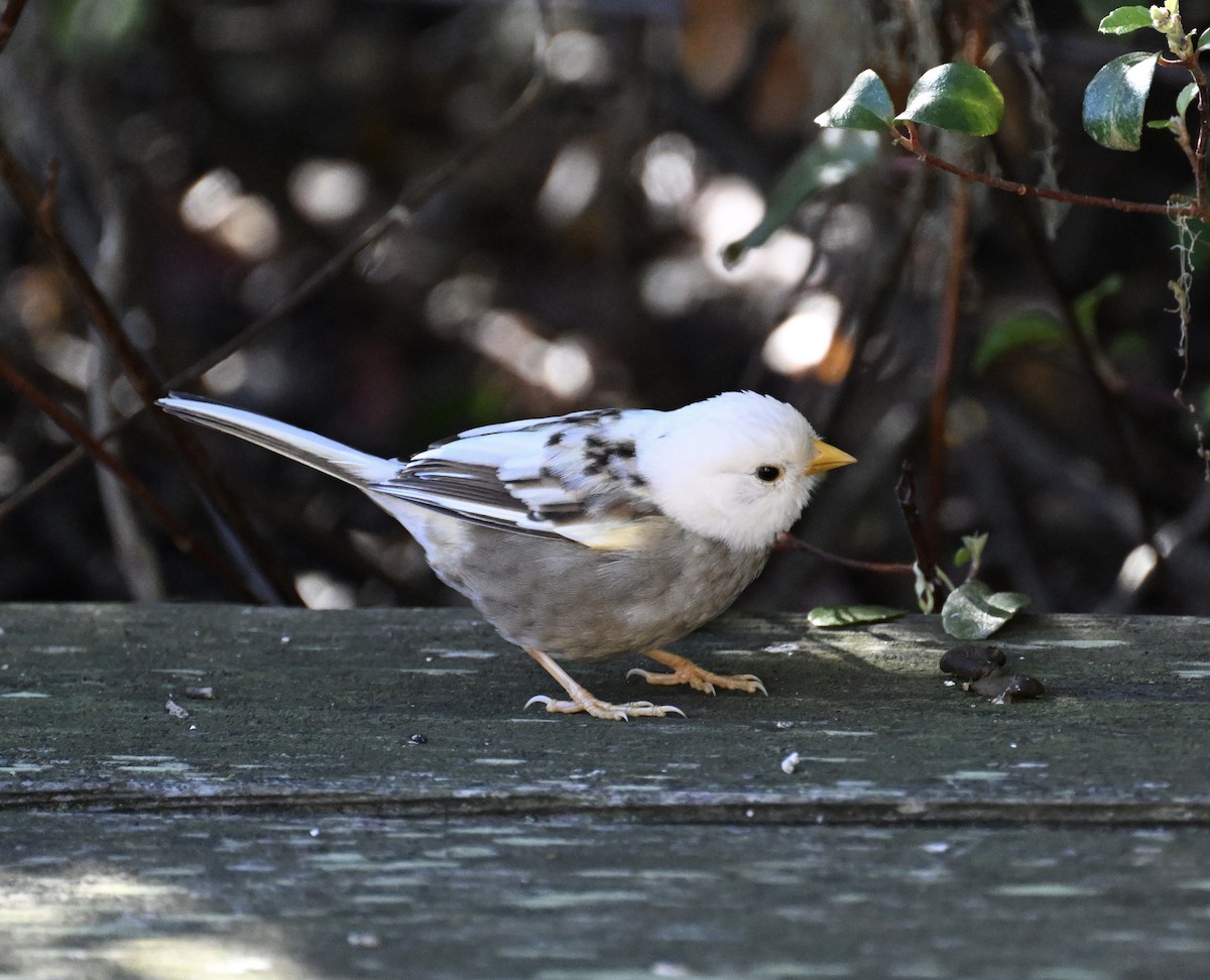 Dark-eyed Junco - ML645662291