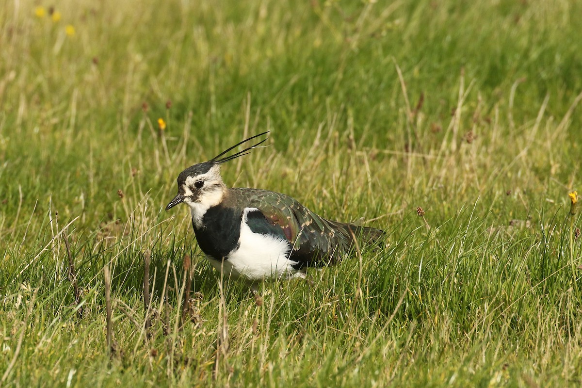 Northern Lapwing - ML645662292