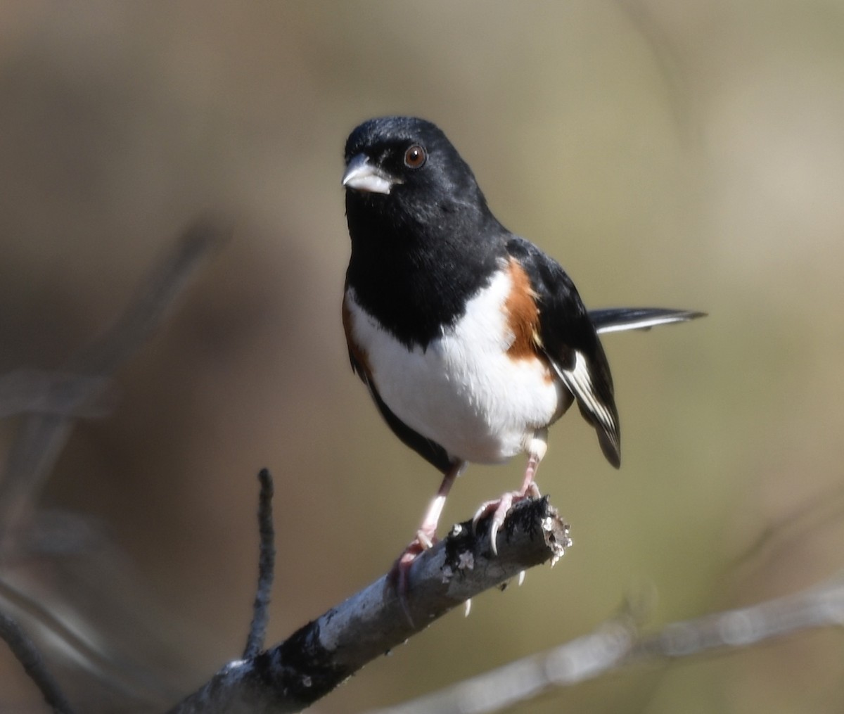 Eastern Towhee - ML645662296