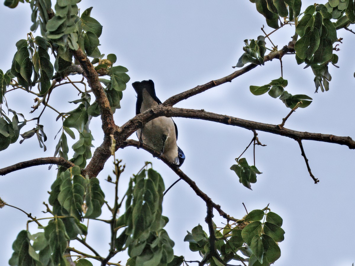 Chabert Vanga (Chabert) - ML645662297