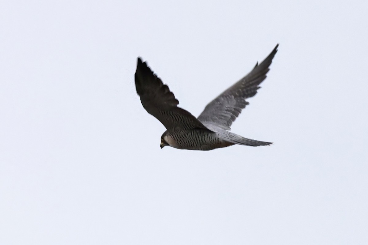 Peregrine Falcon - ML645662298