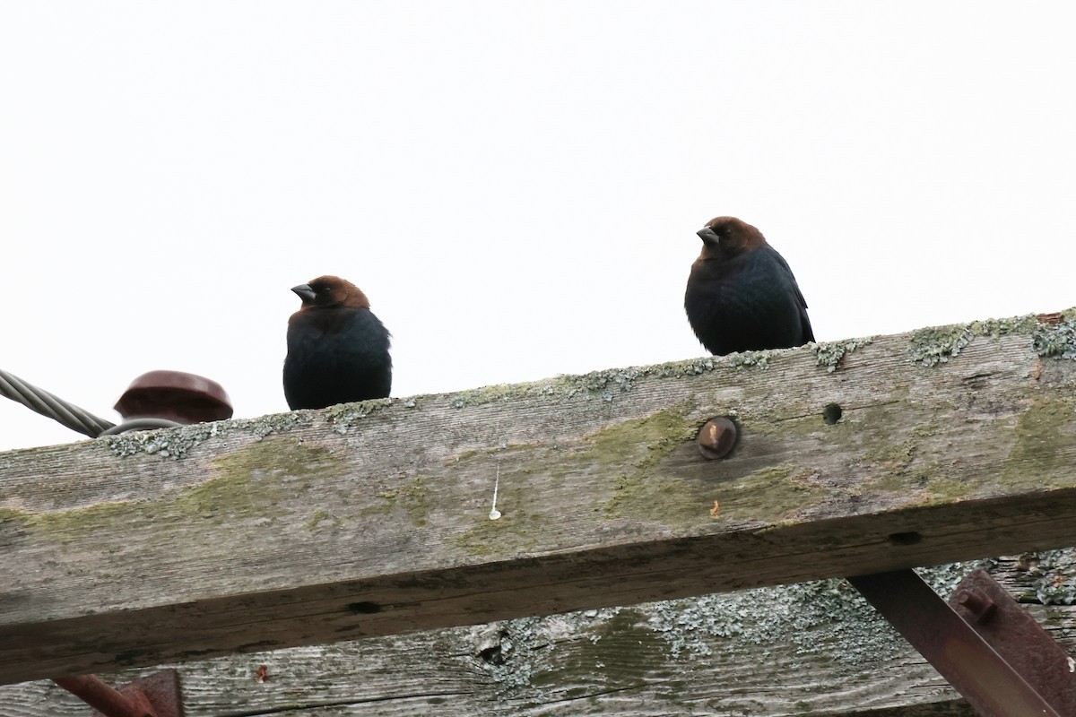 Brown-headed Cowbird - ML645662301