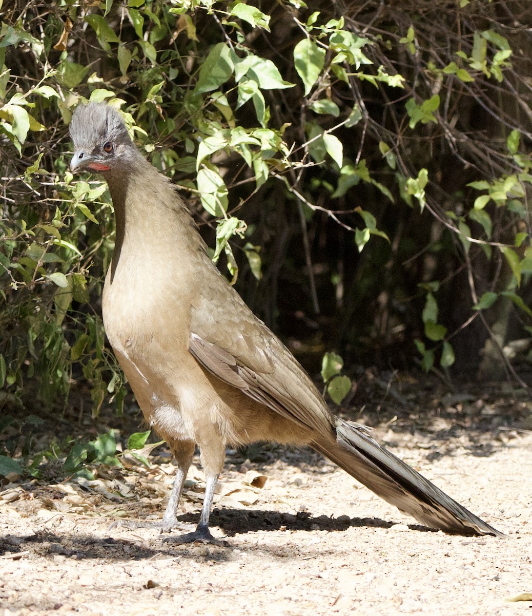 Plain Chachalaca - ML645662302