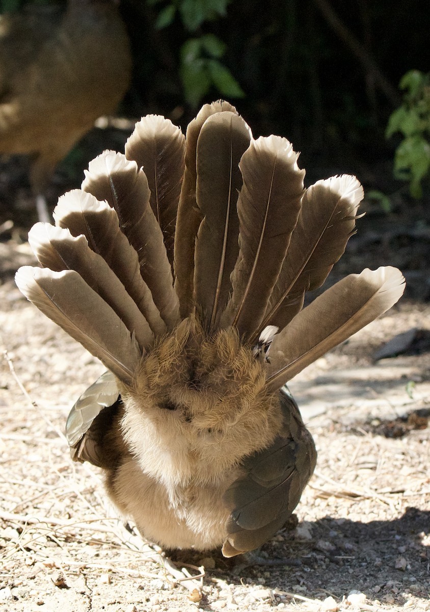 Plain Chachalaca - ML645662303