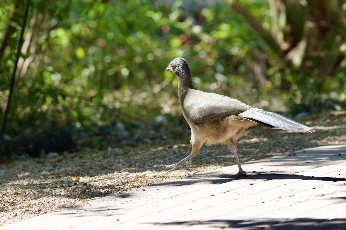 Plain Chachalaca - ML645662304