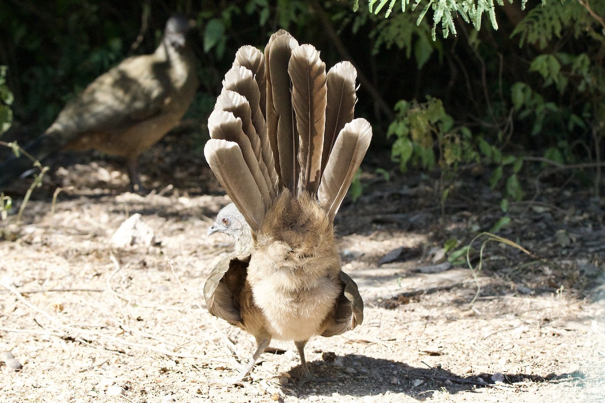 Plain Chachalaca - ML645662305