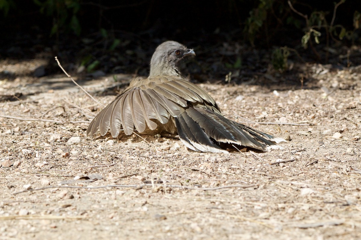 Plain Chachalaca - ML645662306