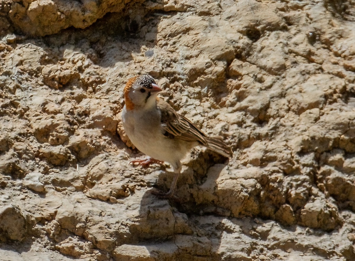 Speckle-fronted Weaver - ML645662323