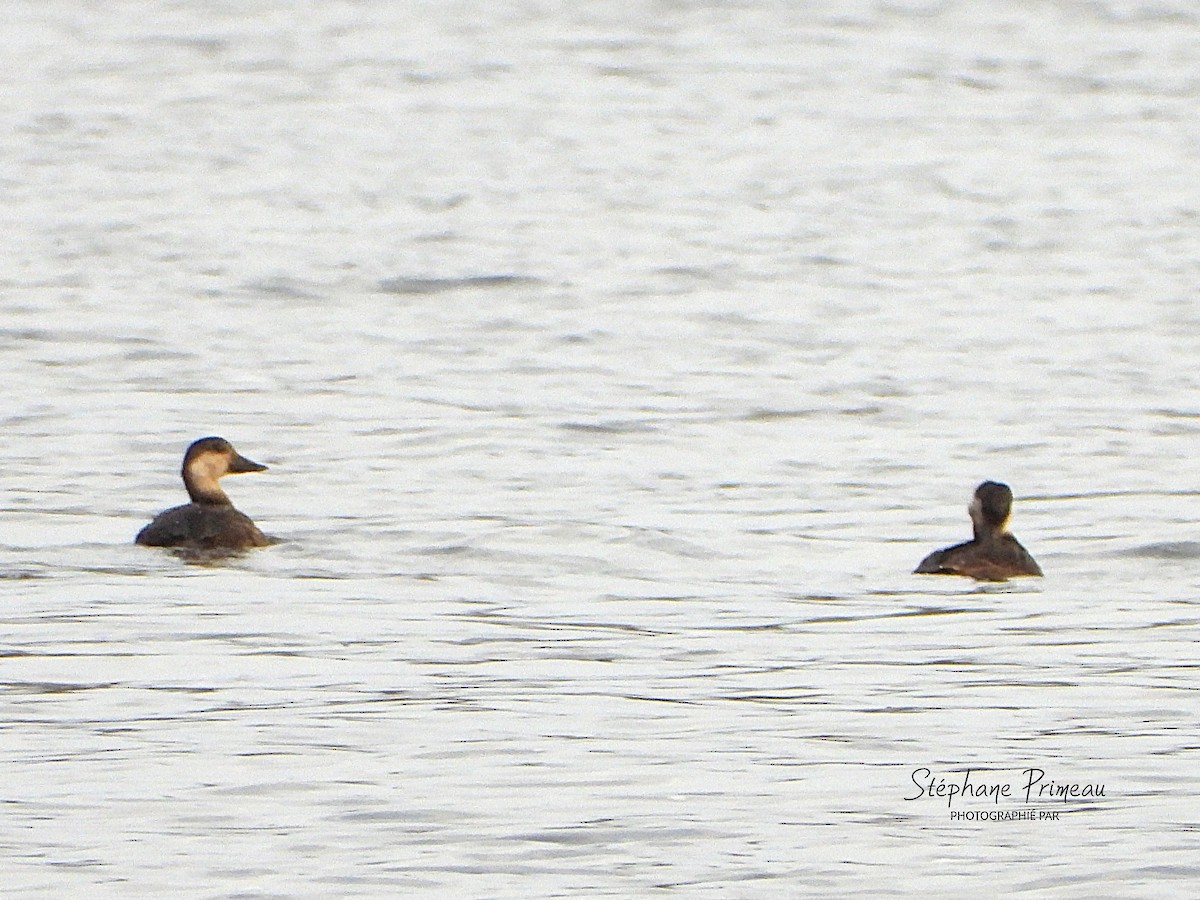 turpan žlutozobý - ML645662341