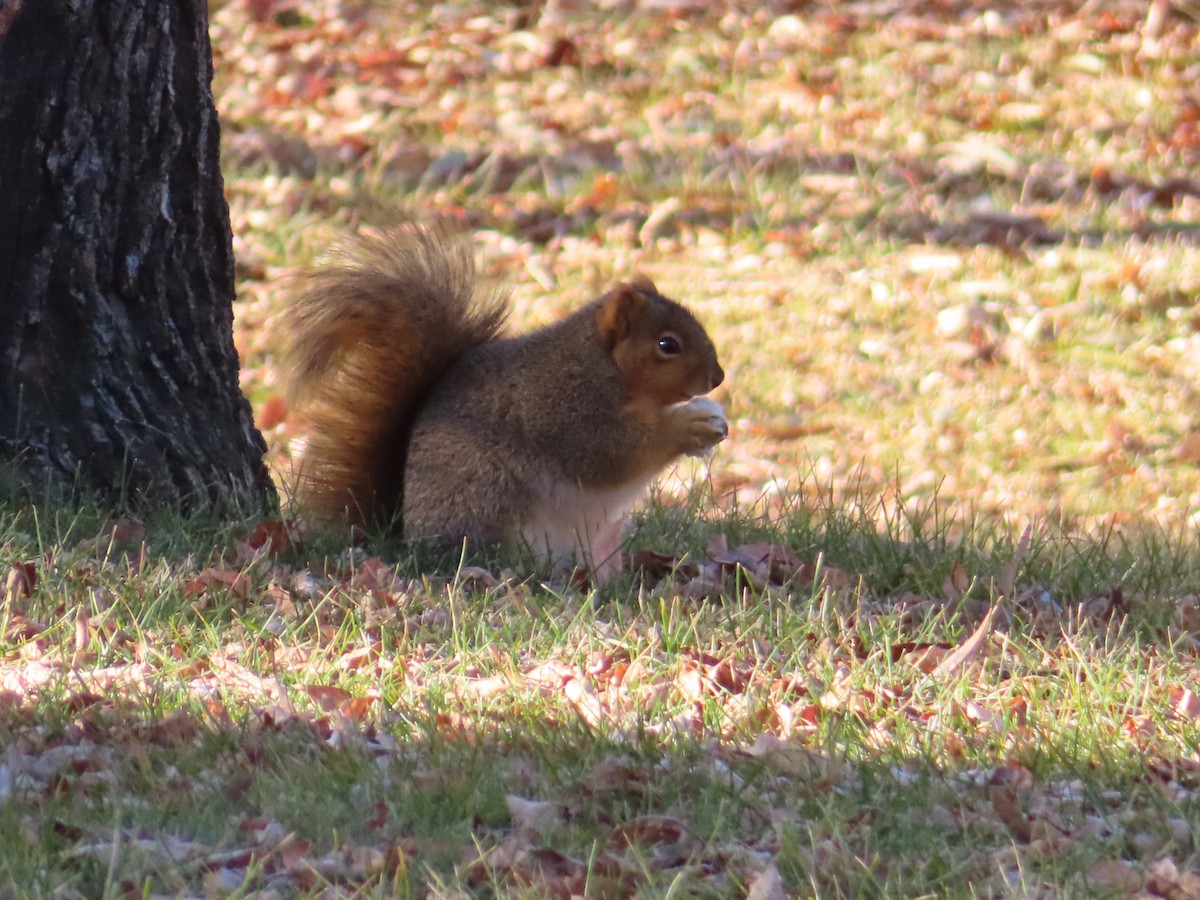 Eastern Fox Squirrel - ML645662351