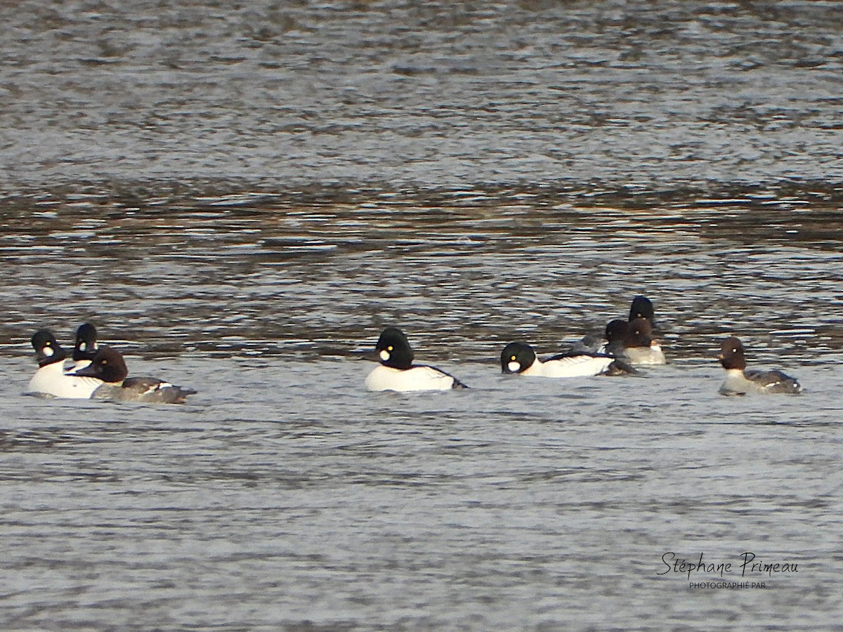 Алаг шунгаач - ML645662355