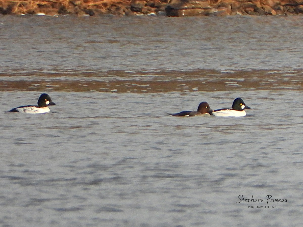 Алаг шунгаач - ML645662356