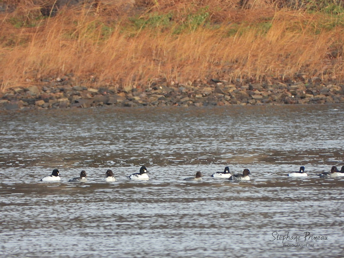 Алаг шунгаач - ML645662357