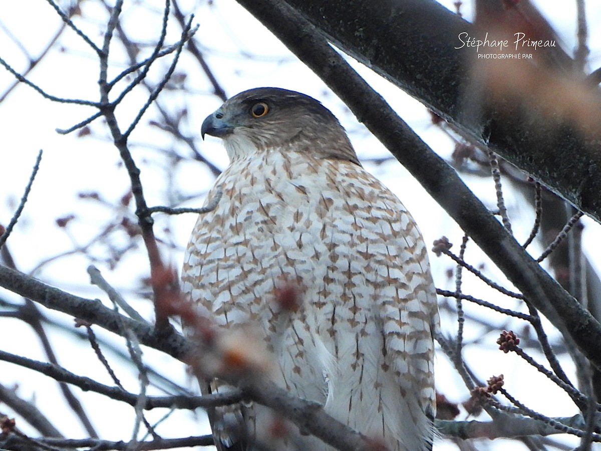 Cooper's Hawk - ML645662360