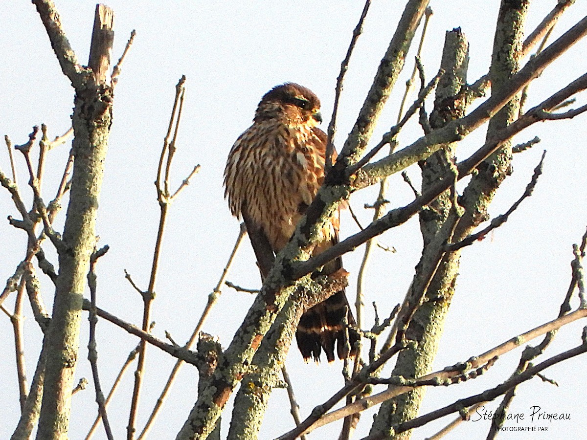 Хайргууна шонхор - ML645662362