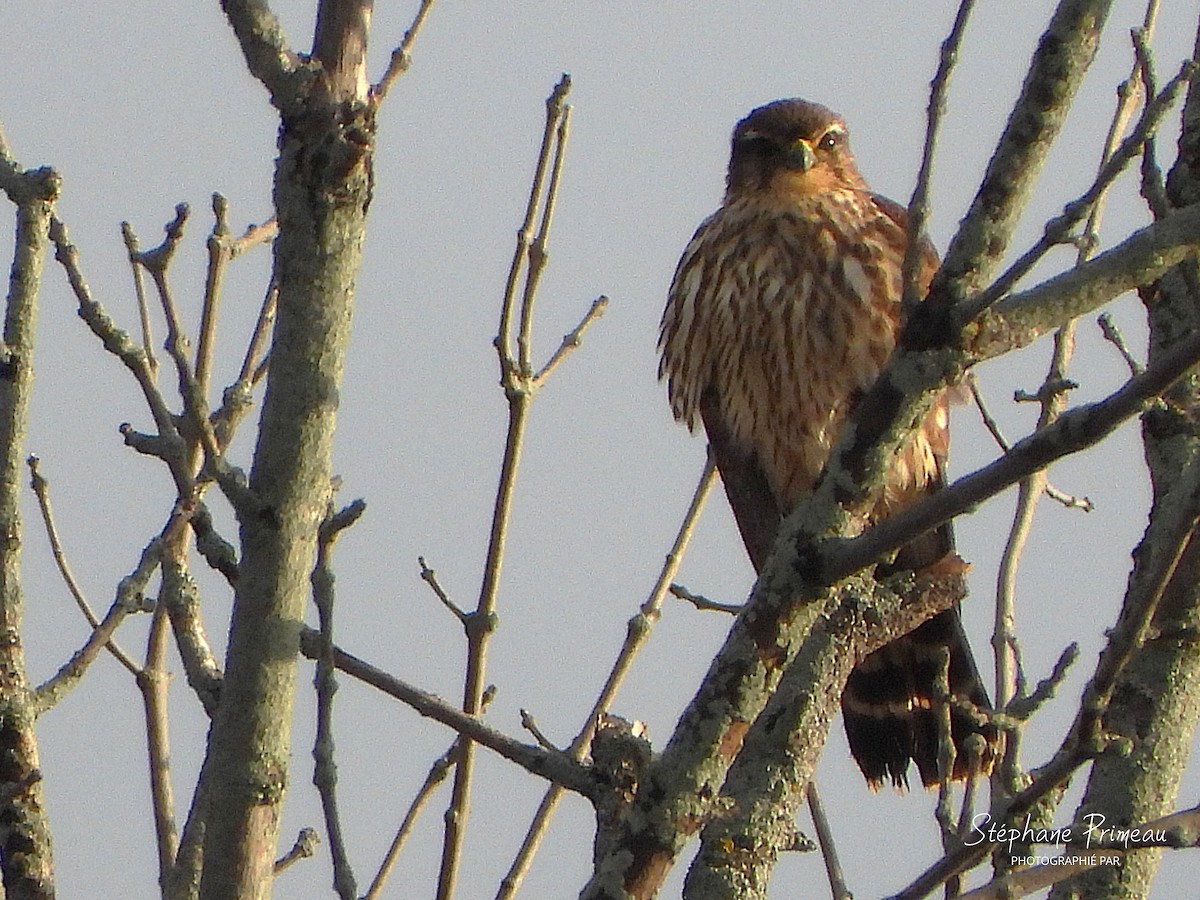 Хайргууна шонхор - ML645662363