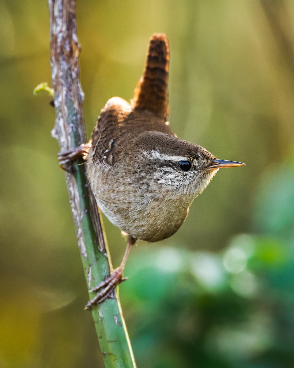 Eurasian Wren - ML645662370