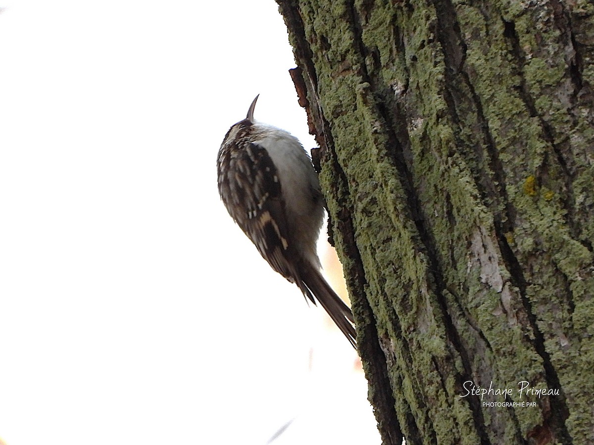 Brown Creeper - ML645662377