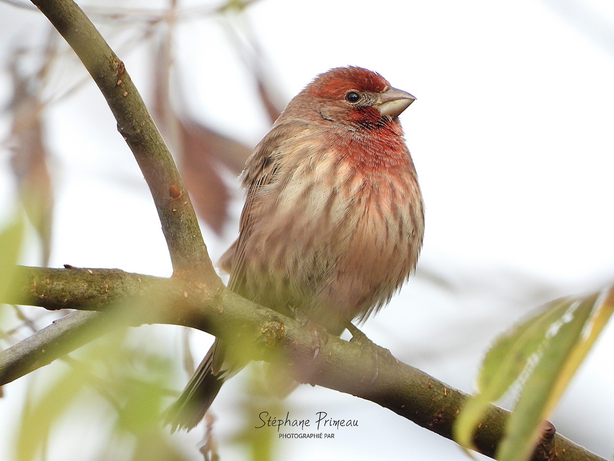 House Finch - ML645662382