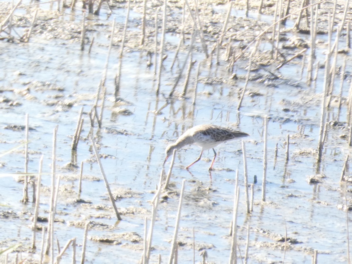 Combattant varié - ML645662383