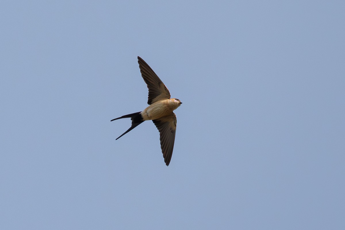 European Red-rumped Swallow - ML645662385