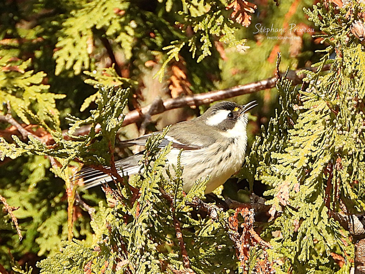 Black-throated Gray Warbler - ML645662392