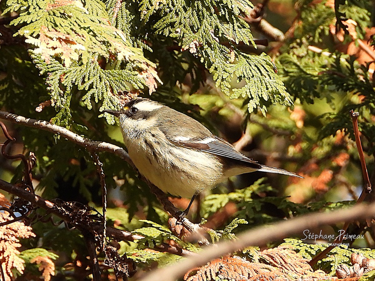 Black-throated Gray Warbler - ML645662393