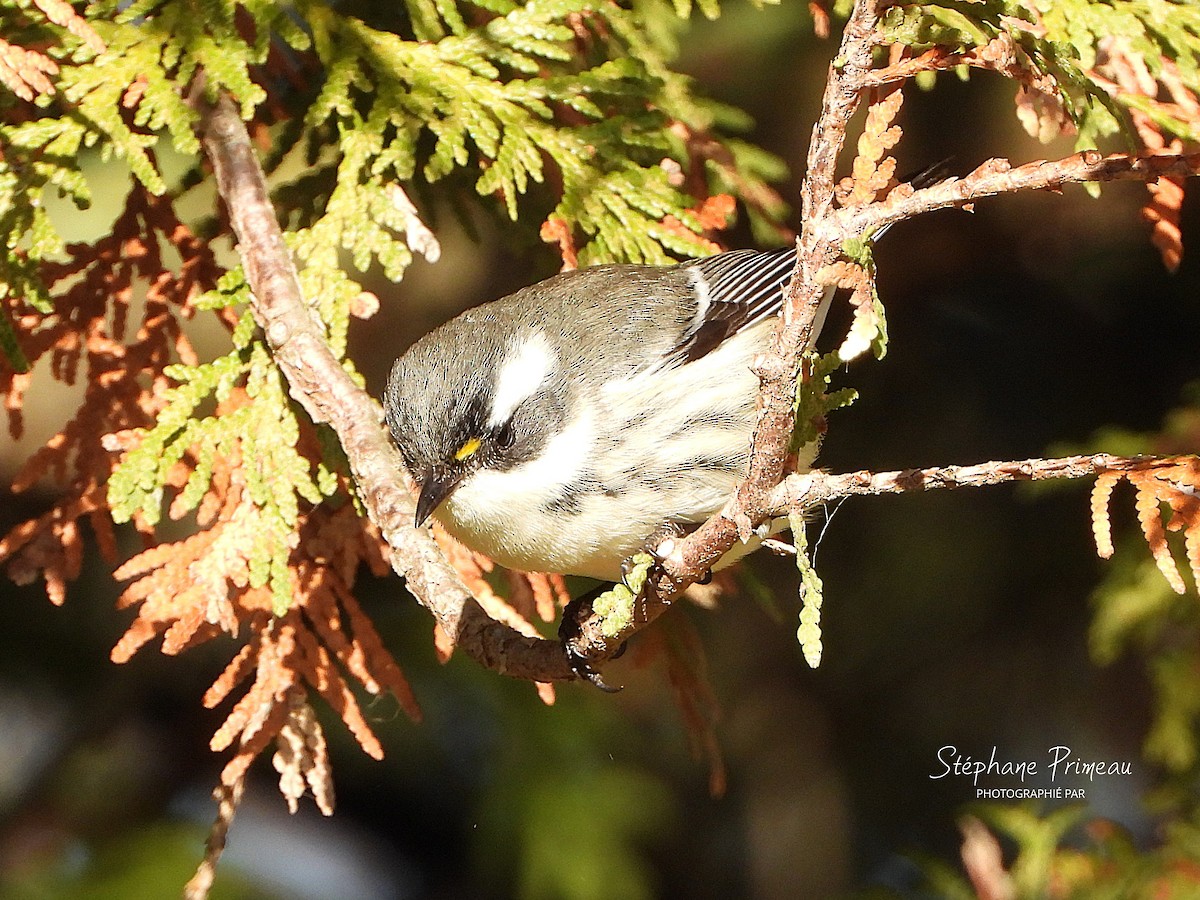 Black-throated Gray Warbler - ML645662394